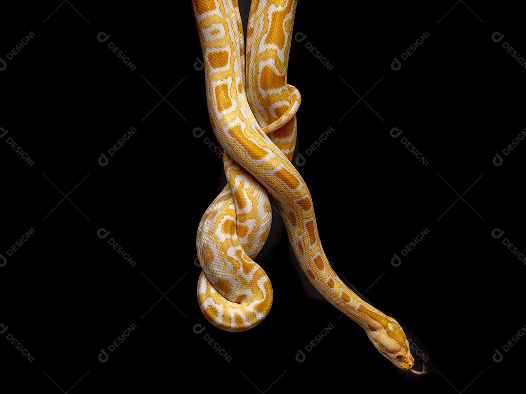 Cobra Ouro Python Imagem JPG