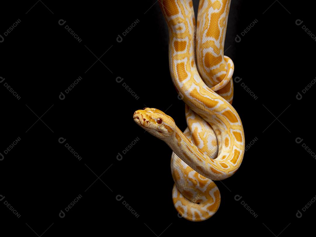 Cobra Ouro Python Imagem JPG