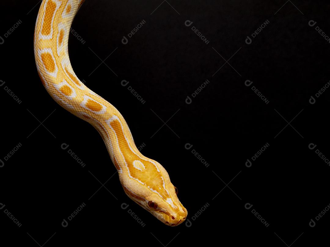 Cobra Ouro Python Imagem JPG