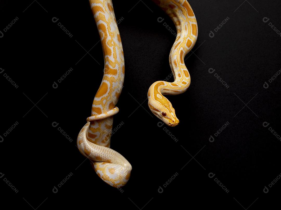 Cobra Ouro Python Imagem JPG