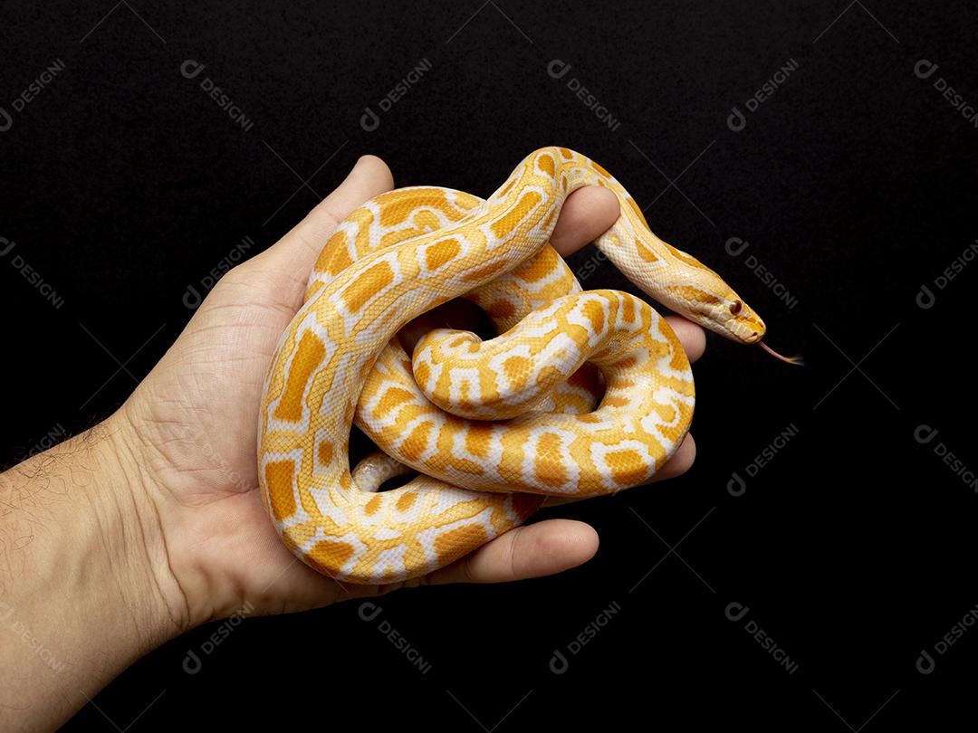 Cobra Ouro Python Imagem JPG