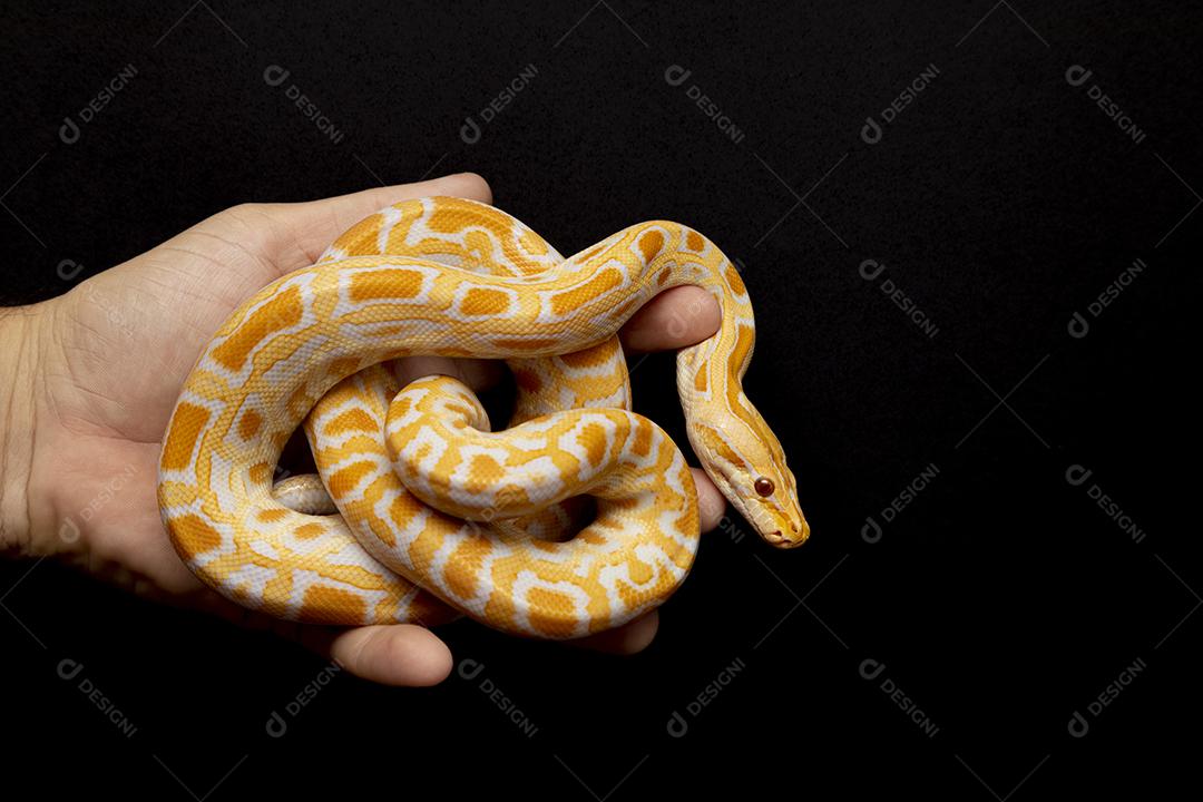 Cobra Ouro Python Imagem JPG