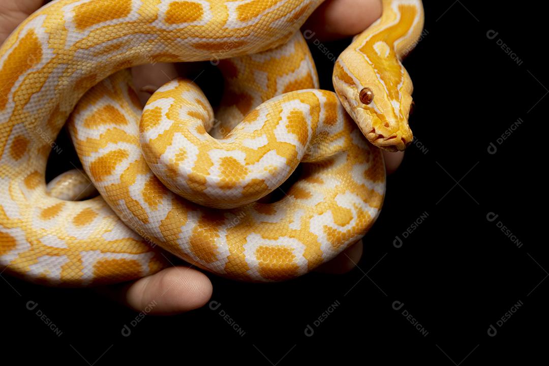 Cobra Ouro Python Imagem JPG