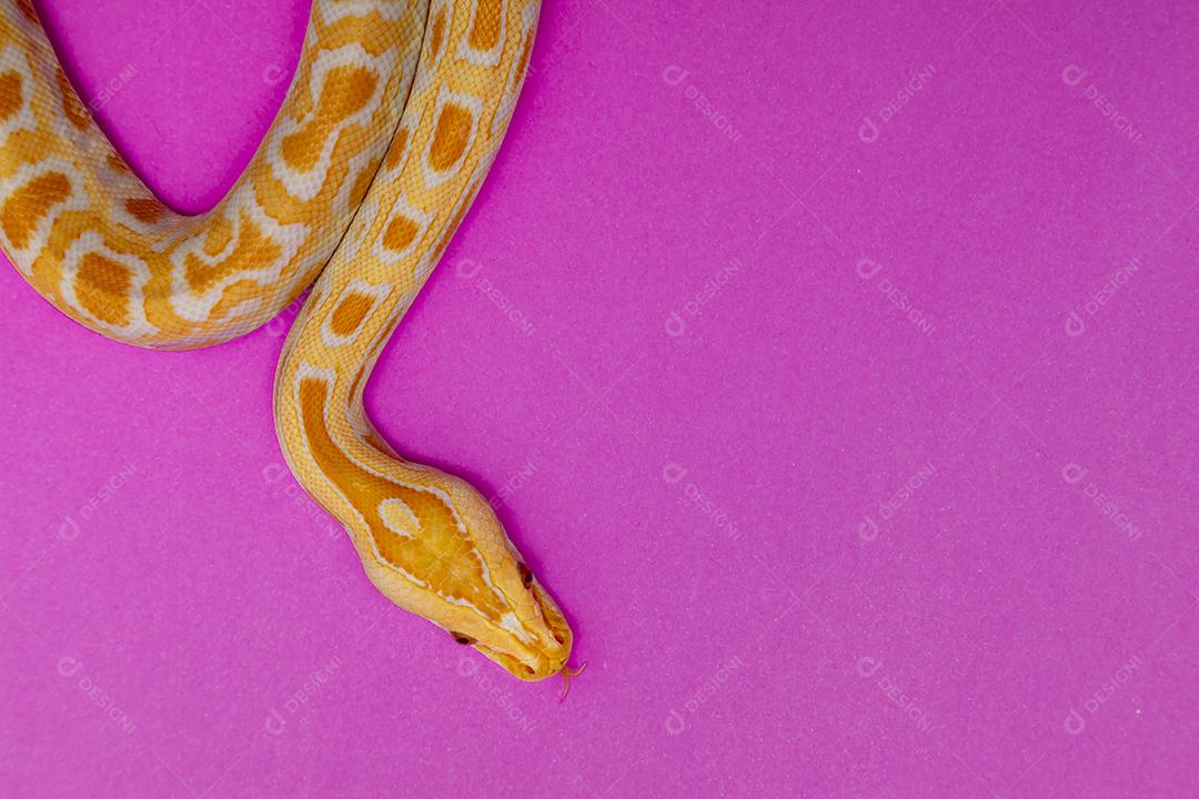 Cobra Ouro Python Imagem JPG