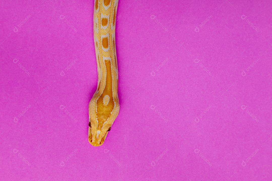 Cobra Ouro Python Fundo Rosa Imagem JPG