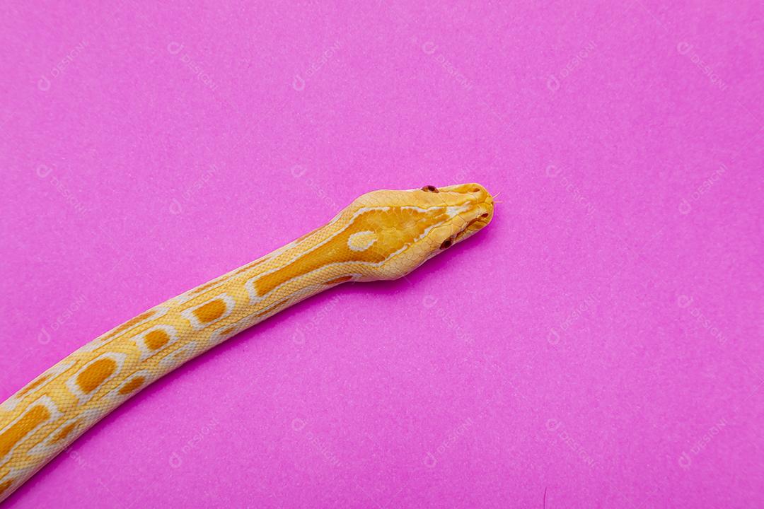 Cobra Ouro Python Imagem JPG