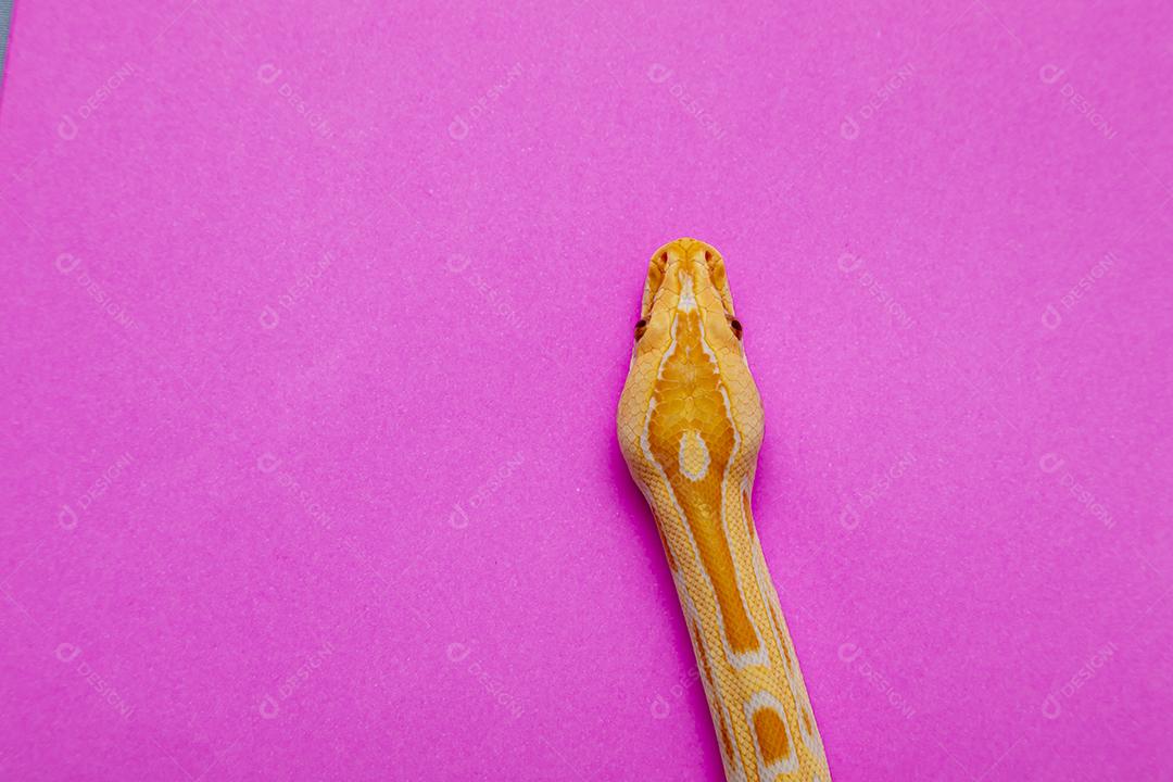 Cobra Ouro Python Imagem JPG