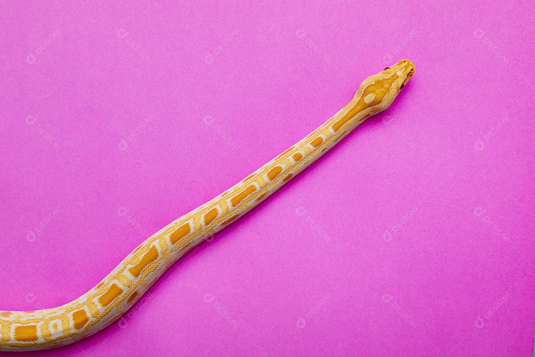 Cobra Ouro Python Imagem JPG