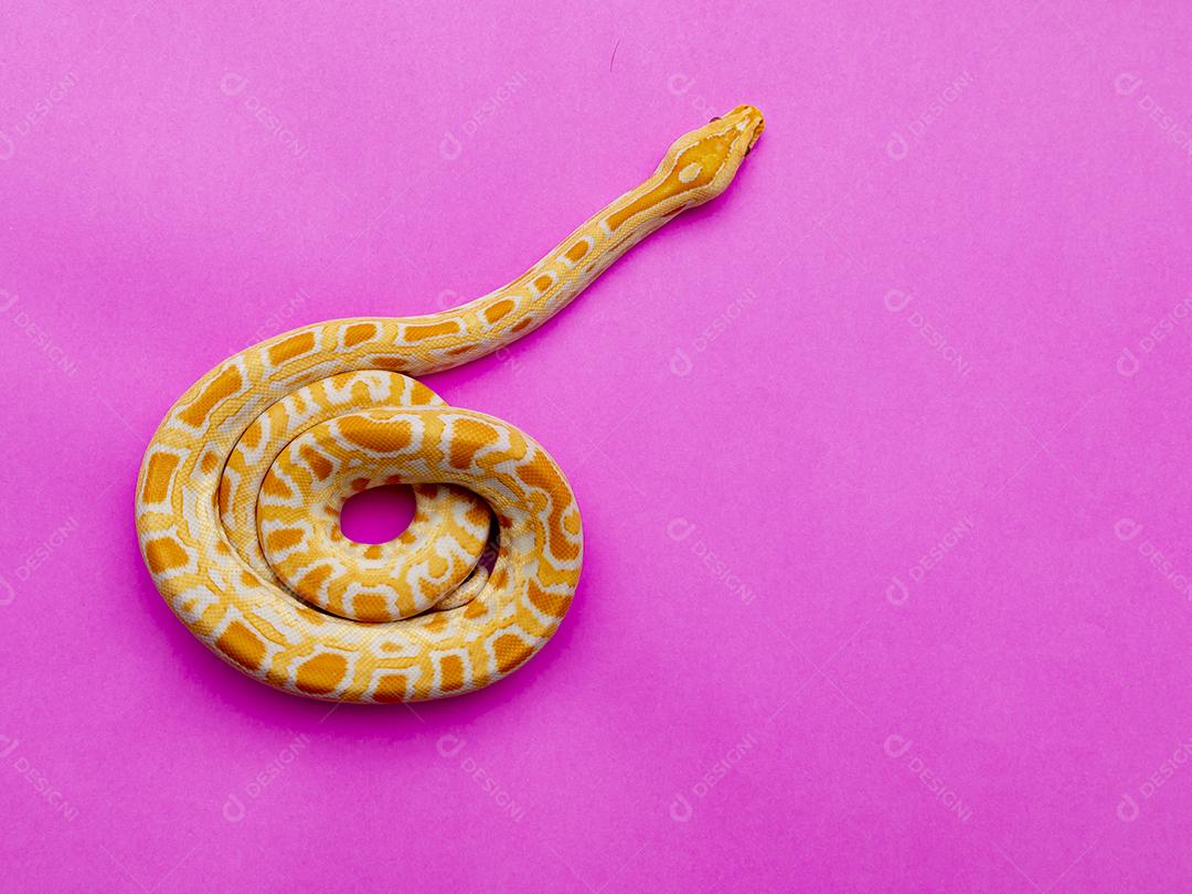 Cobra Ouro Python Imagem JPG