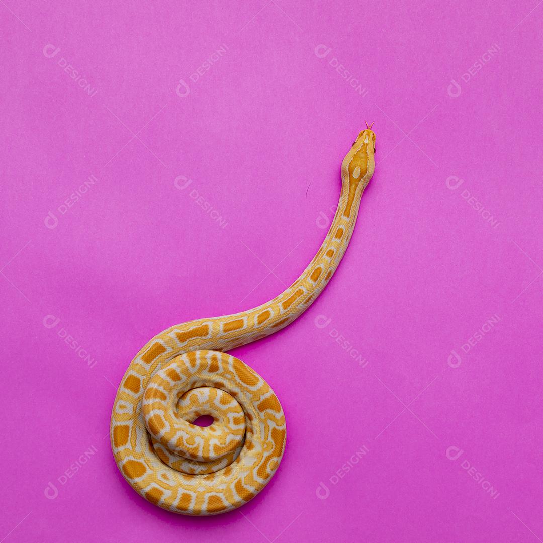 Cobra Ouro Python Imagem JPG