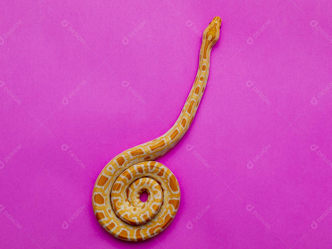 Cobra Ouro Python Imagem JPG
