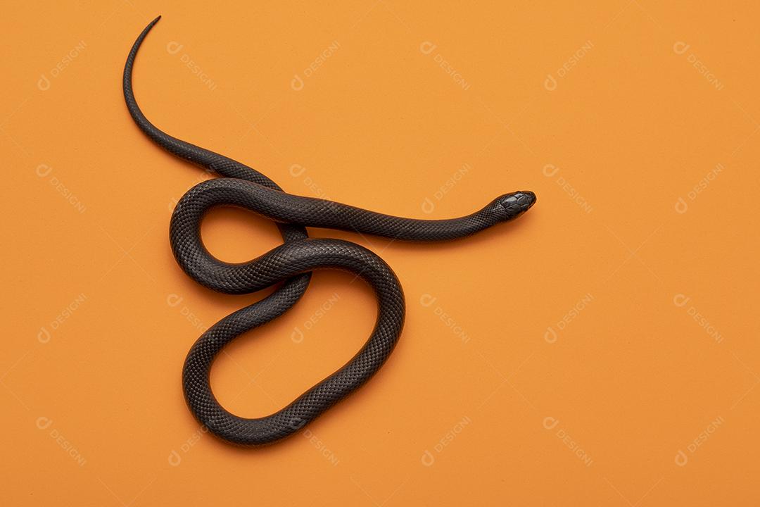 Cobra real negra mexicana Lampropeltis getula nigrita Imagem JPG
