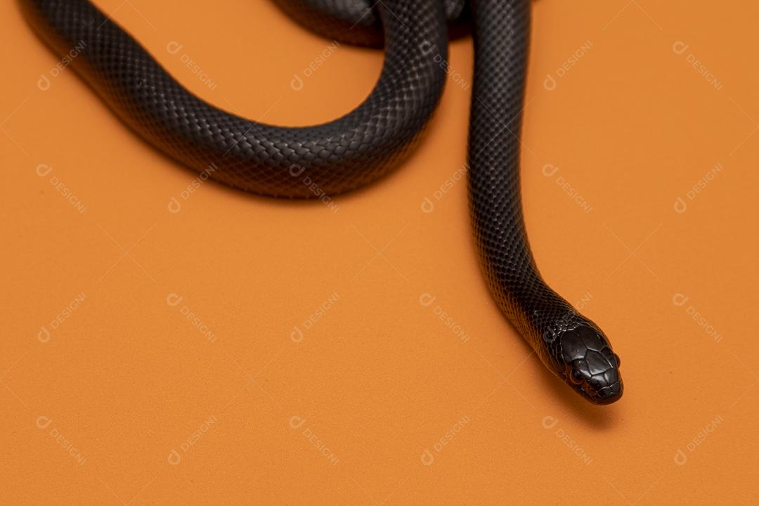 Cobra real negra mexicana Lampropeltis getula nigrita Imagem JPG