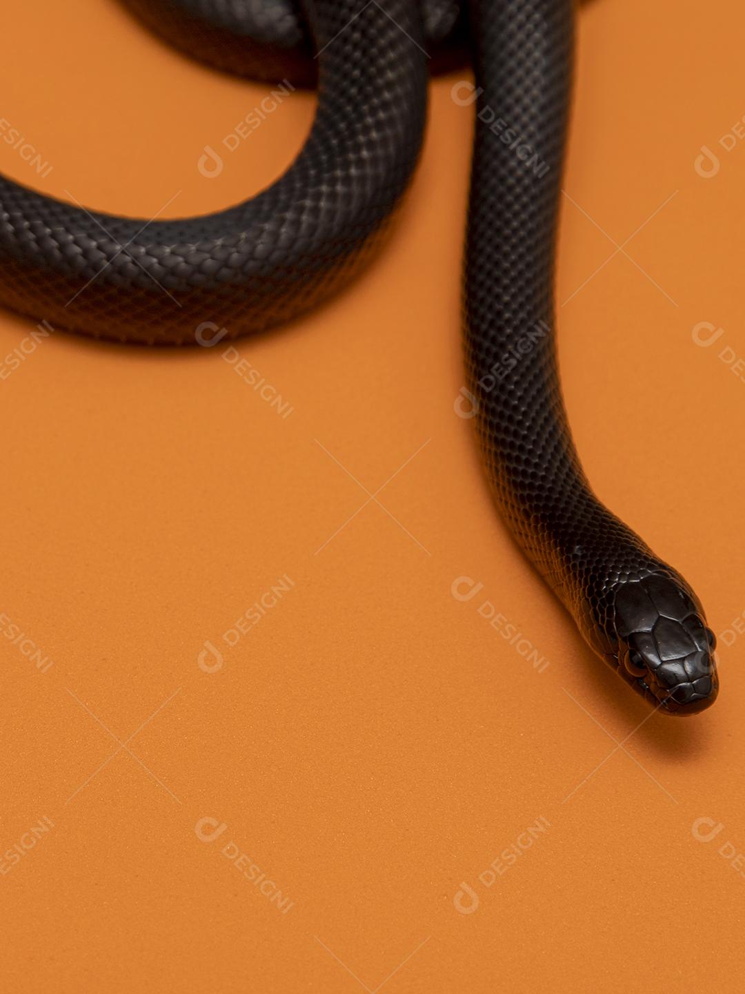 Cobra real negra mexicana Lampropeltis getula nigrita Imagem JPG