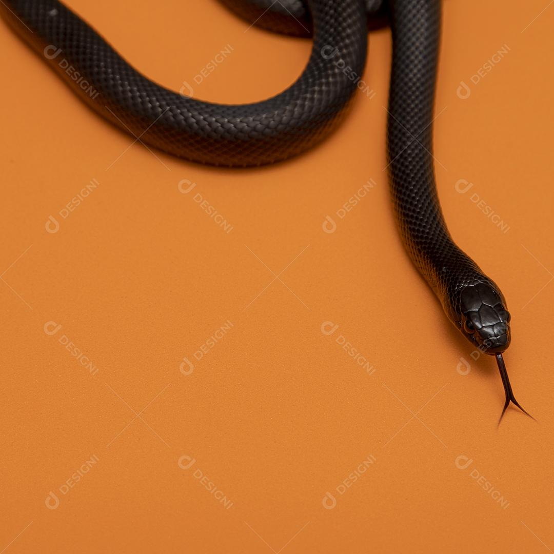 Cobra real negra mexicana Lampropeltis getula nigrita Imagem JPG