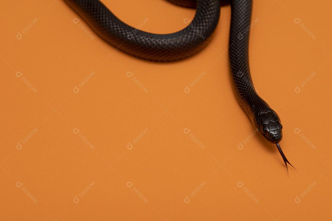 Cobra real negra mexicana Lampropeltis getula nigrita Imagem JPG