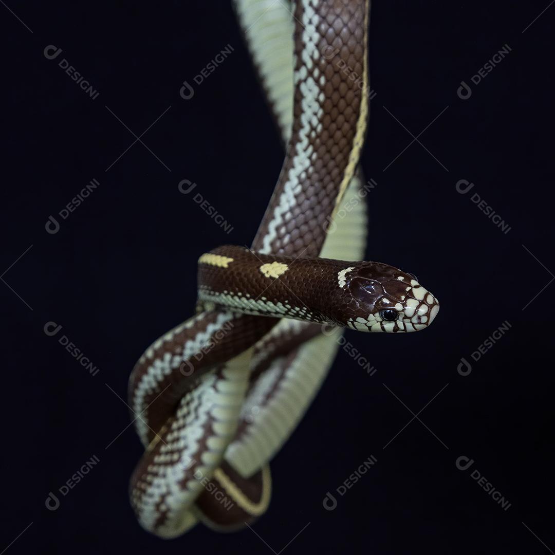 A cobra-real da Califórnia Lampropeltis californiae Imagem JPG