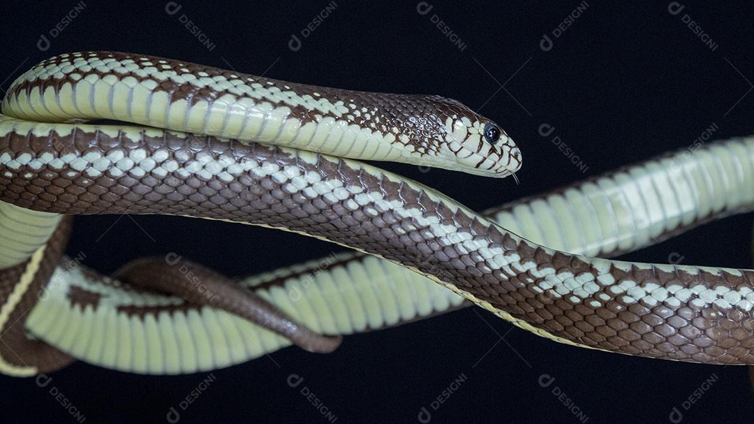 A cobra-real da Califórnia Lampropeltis californiae Imagem JPG