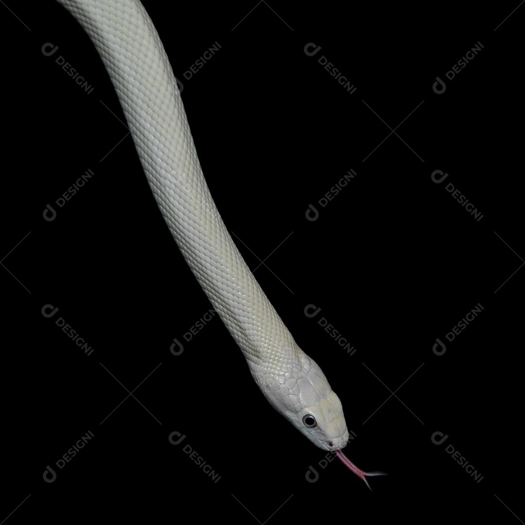 A cobra-rato do Elaphe obsoleta lindheimeri Imagem JPG