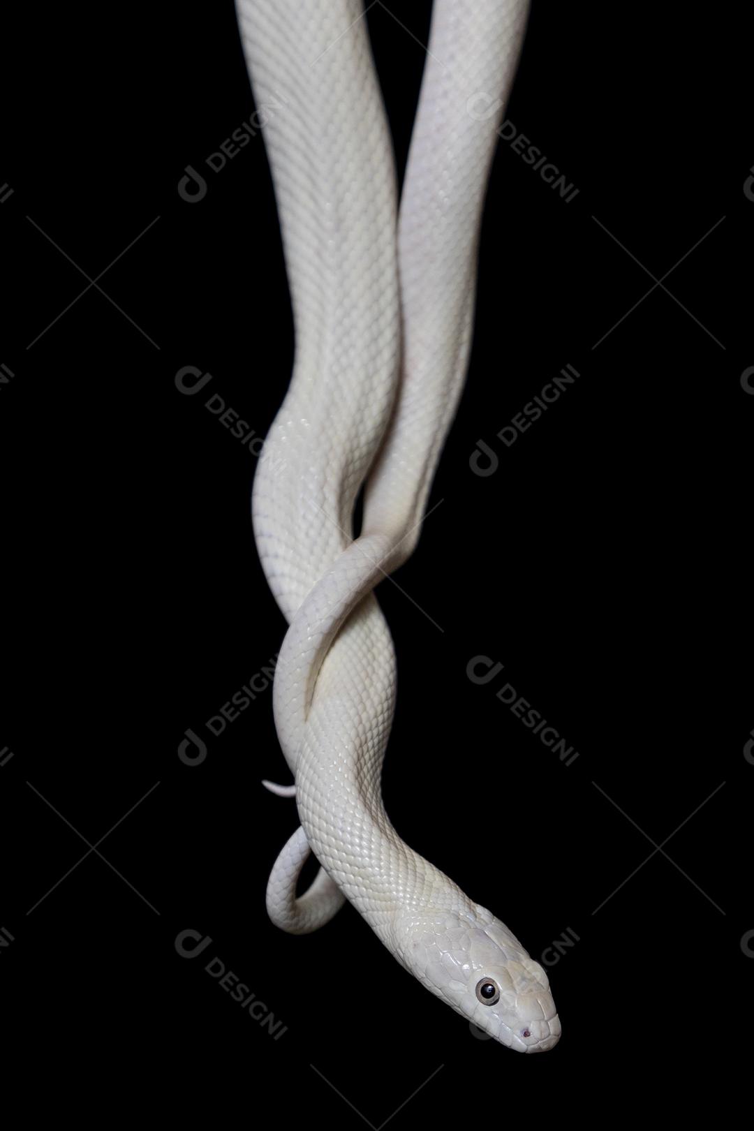 A cobra-rato do Elaphe obsoleta lindheimeri Imagem JPG