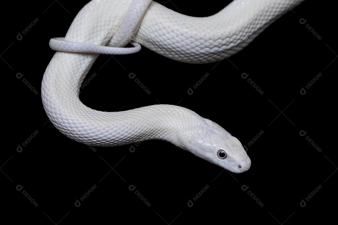 A cobra-rato do Elaphe obsoleta lindheimeri Imagem JPG