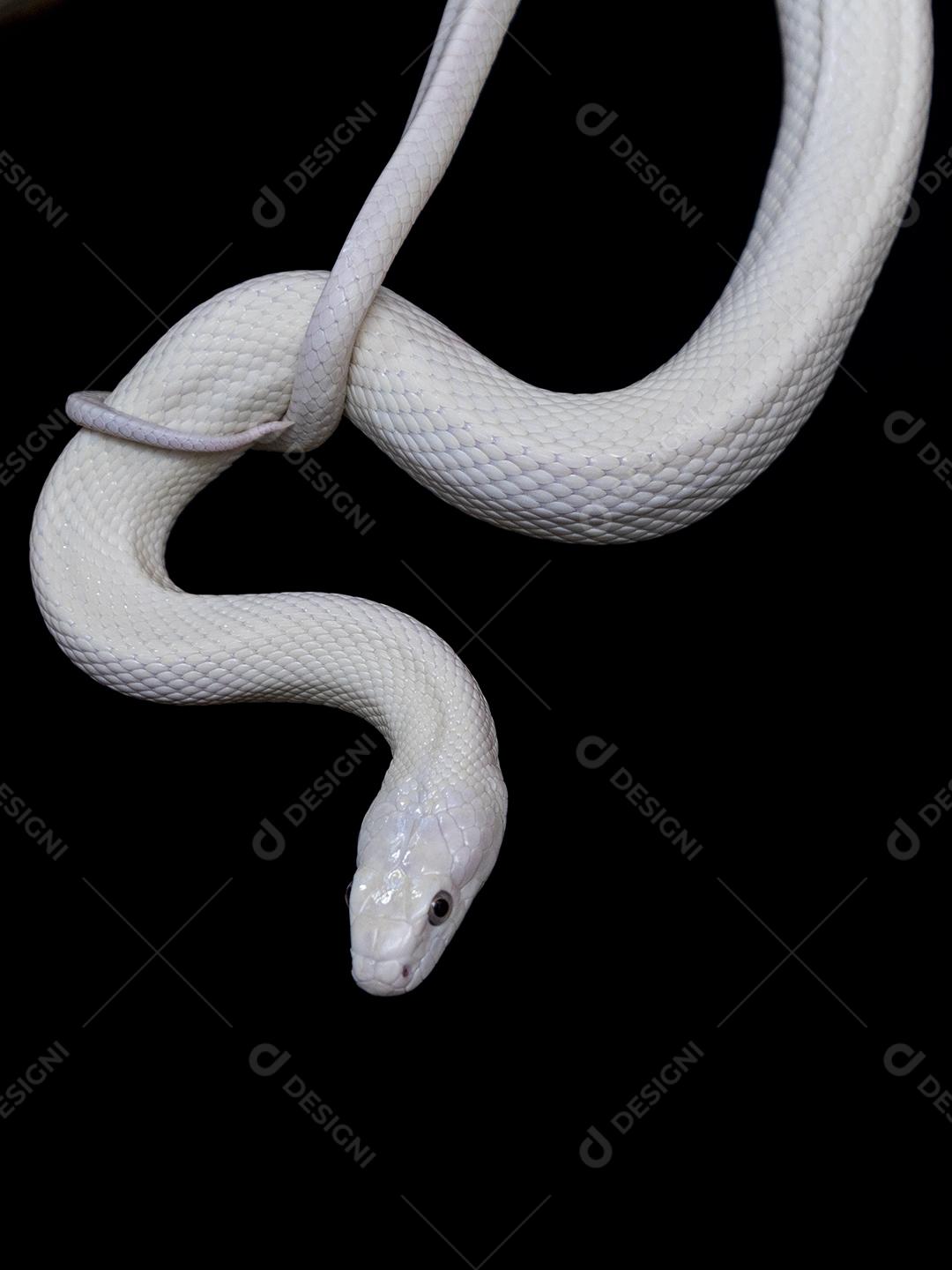 A cobra-rato do Elaphe obsoleta lindheimeri Imagem JPG