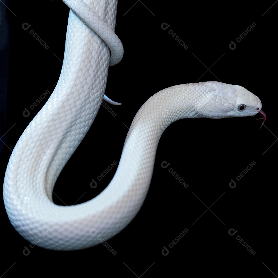 A cobra-rato do Elaphe obsoleta lindheimeri Imagem JPG