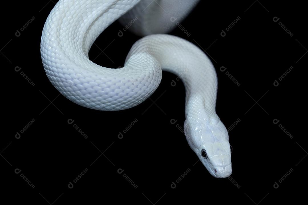 A cobra-rato do Elaphe obsoleta lindheimeri Imagem JPG