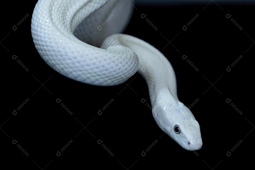 A cobra-rato do Elaphe obsoleta lindheimeri Imagem JPG