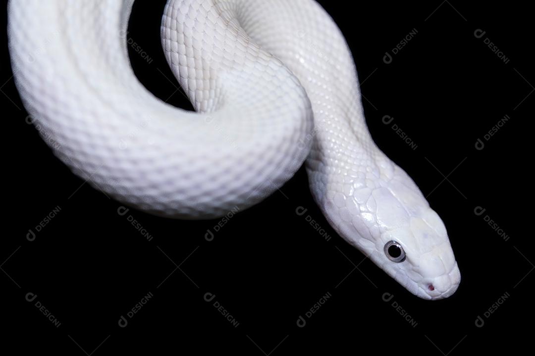 A cobra-rato do Elaphe obsoleta lindheimeri Imagem JPG