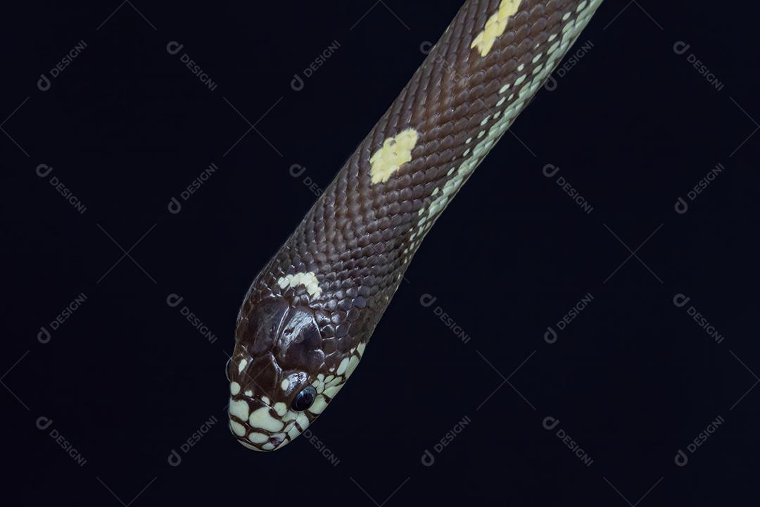 A cobra-real da Califórnia Lampropeltis californiae Imagem JPG