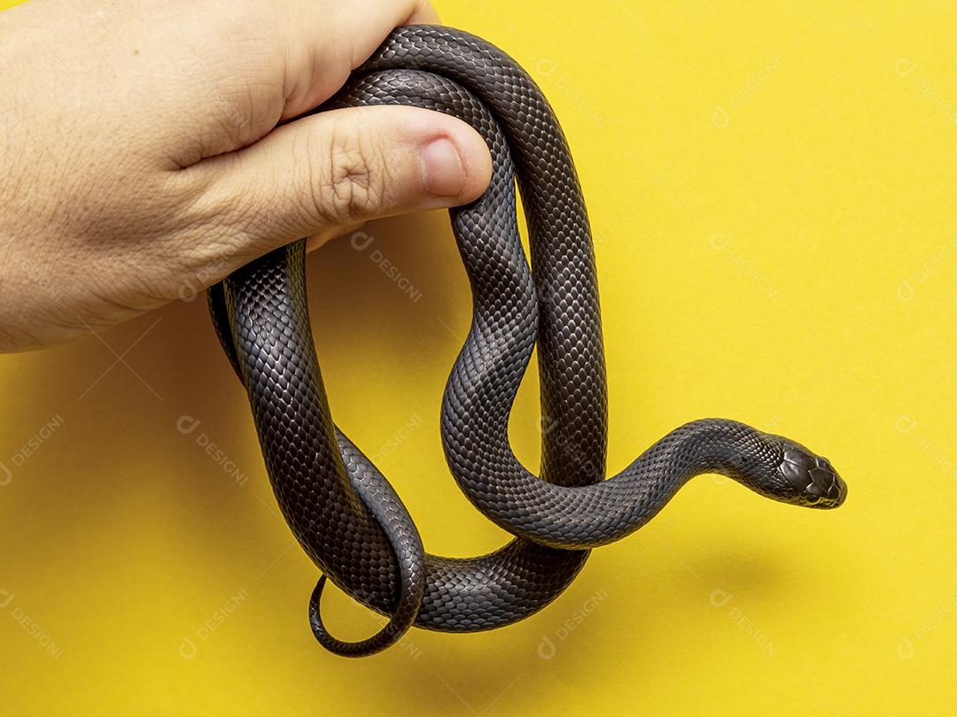 Cobra real negra mexicana Lampropeltis getula nigrita Imagem JPG