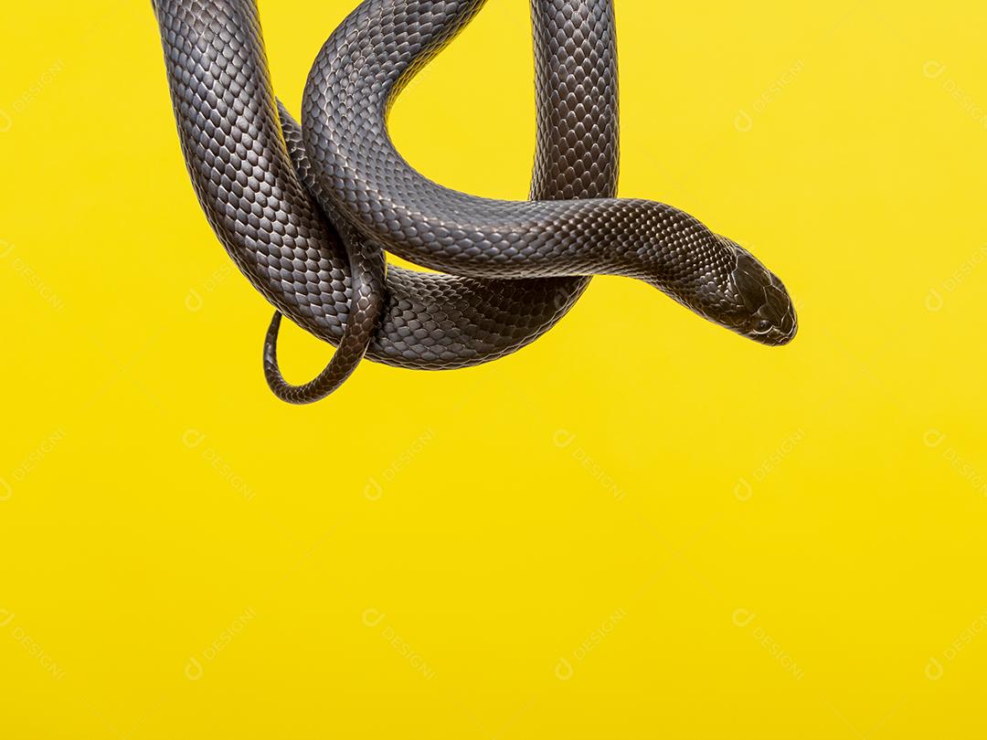 Cobra real negra mexicana Lampropeltis getula nigrita Imagem JPG