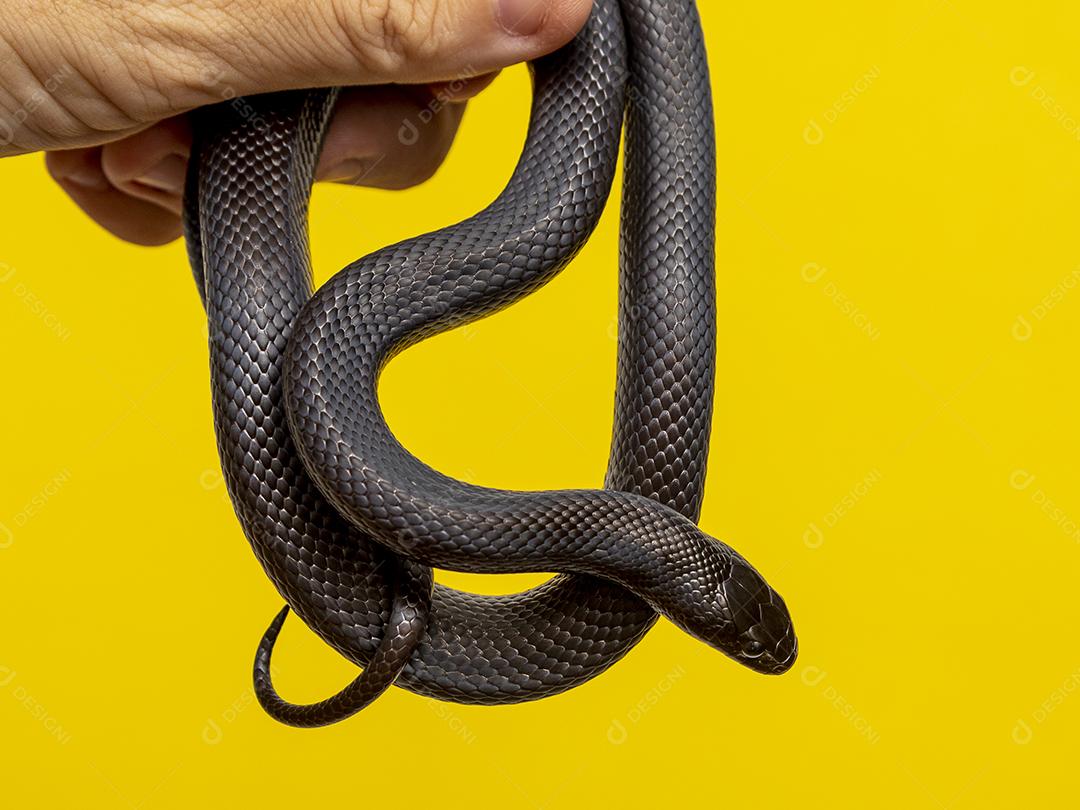 Cobra real negra mexicana Lampropeltis getula nigrita Imagem JPG