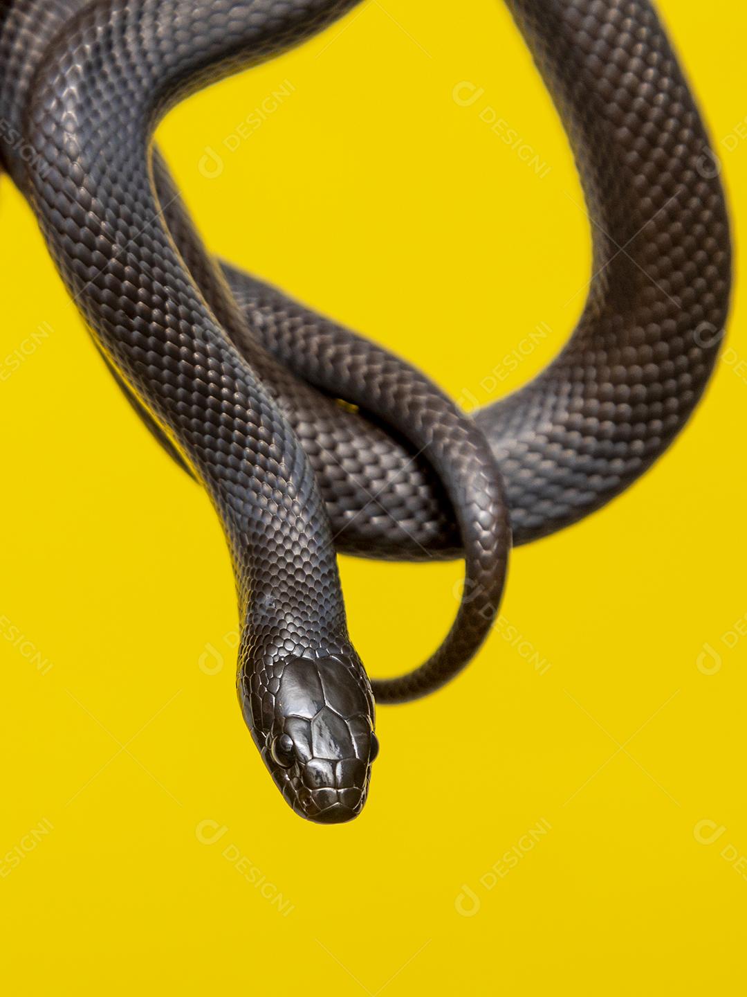 Cobra real negra mexicana Lampropeltis getula nigrita Imagem JPG