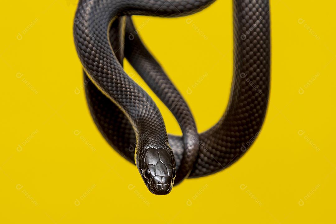 Cobra real negra mexicana Lampropeltis getula nigrita Imagem JPG