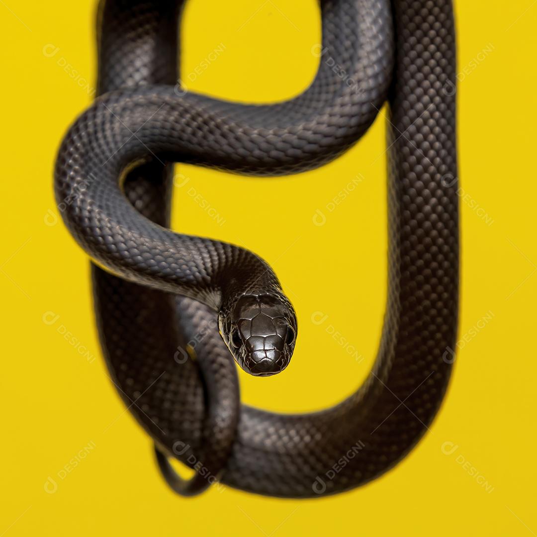 Cobra real negra mexicana Lampropeltis getula nigrita Imagem JPG