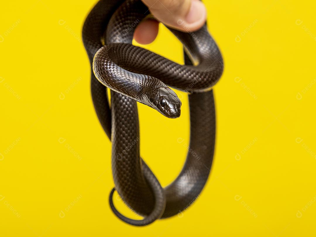 Cobra real negra mexicana Lampropeltis getula nigrita Imagem JPG