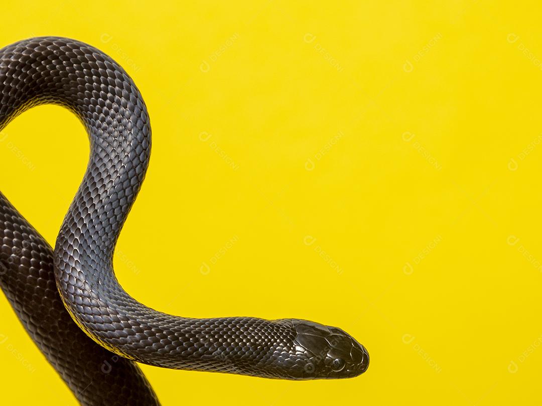 Cobra real negra mexicana Lampropeltis getula nigrita Imagem JPG