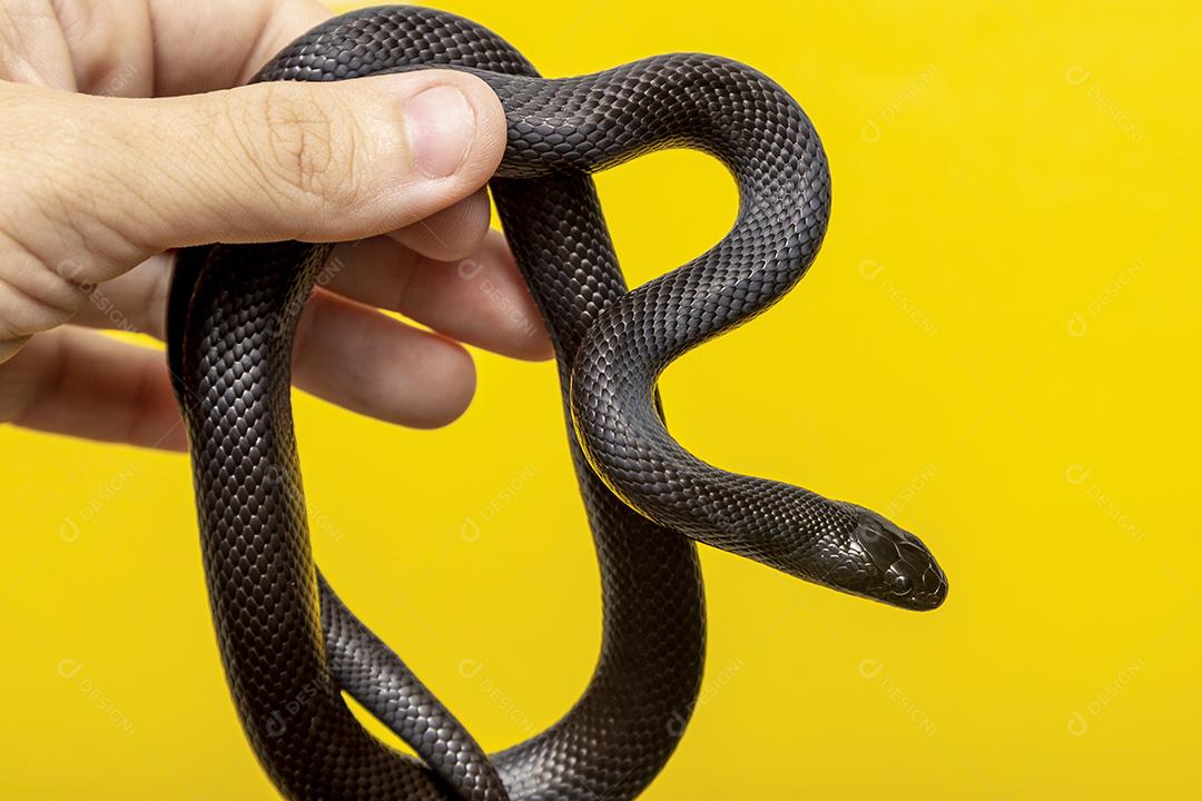 Cobra real negra mexicana Lampropeltis getula nigrita Imagem JPG