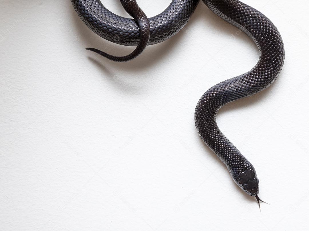 Cobra real negra mexicana Lampropeltis getula nigrita Imagem JPG