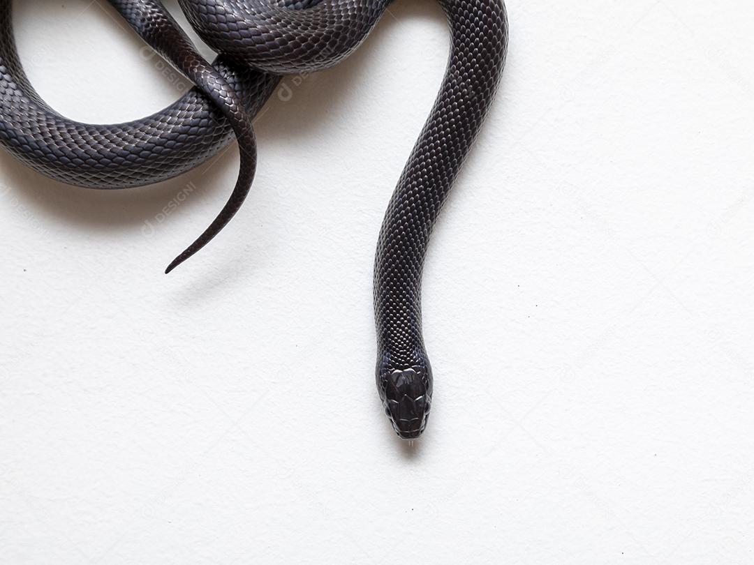 Cobra real negra mexicana Lampropeltis getula nigrita Imagem JPG