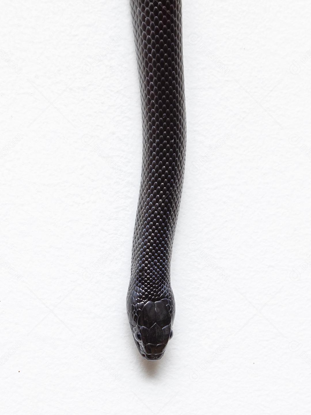 Cobra real negra mexicana Lampropeltis getula nigrita Imagem JPG