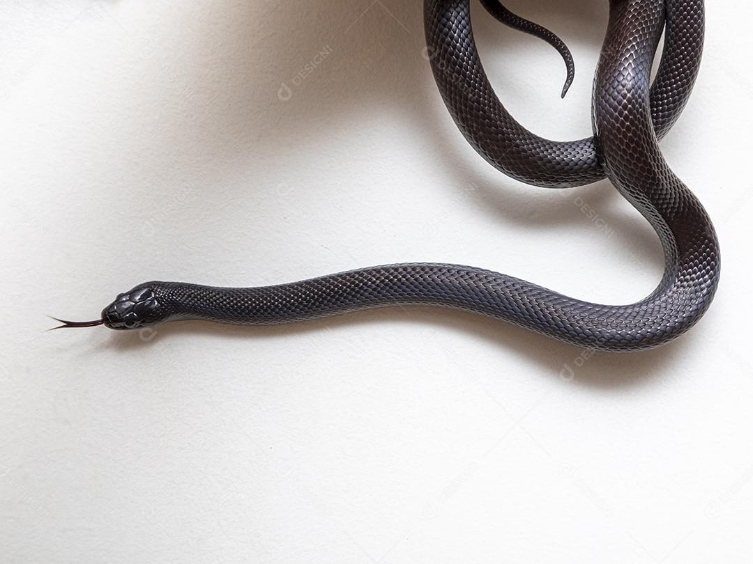 Cobra real negra mexicana Lampropeltis getula nigrita Imagem JPG