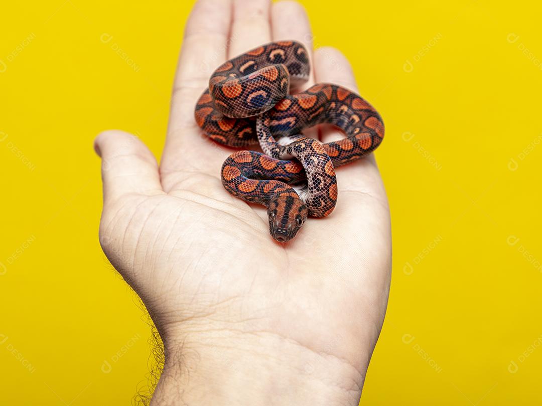 Epicrates cenchria é uma espécie de jibóia endêmica  Na Mão De Pessoa Imagem JPG