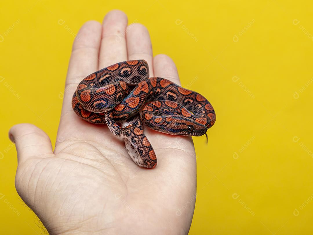 Epicrates cenchria é uma espécie de jibóia endêmica Imagem JPG