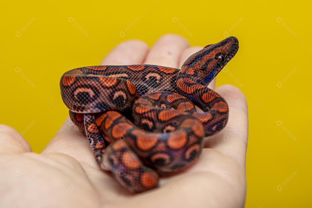 Epicrates cenchria é uma espécie de jibóia endêmica Imagem JPG