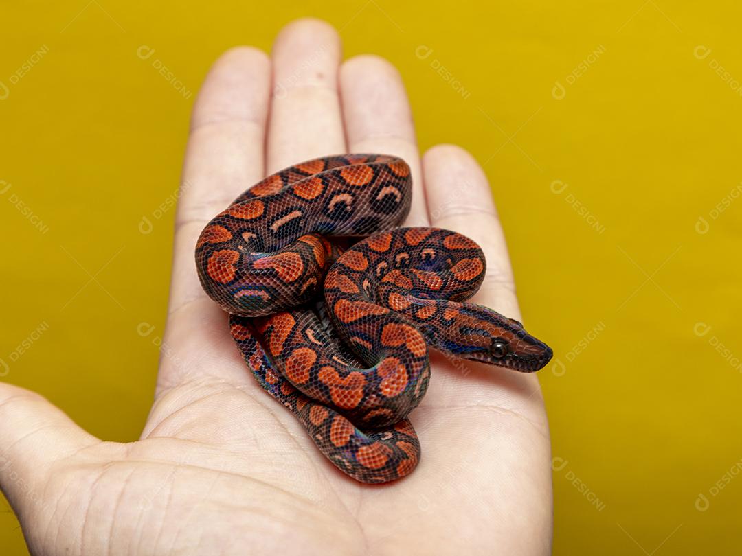 Epicrates cenchria é uma espécie de jibóia endêmica Imagem JPG