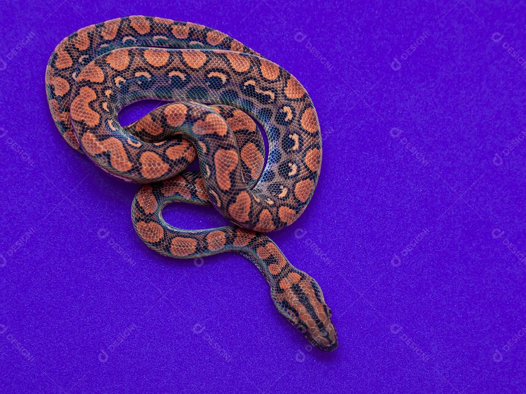 Epicrates cenchria é uma espécie de jibóia endêmica Imagem JPG