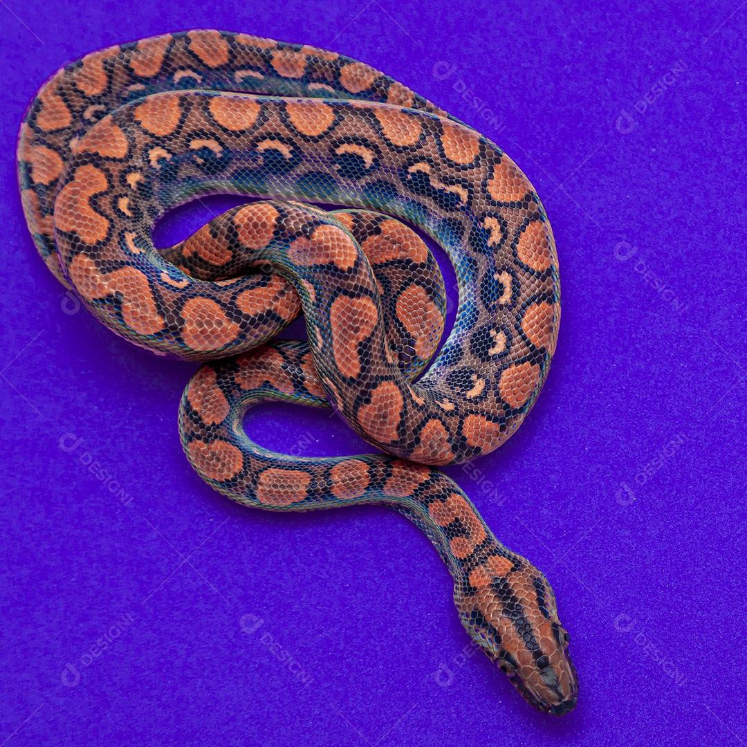 Epicrates cenchria é uma espécie de jibóia endêmica Imagem JPG